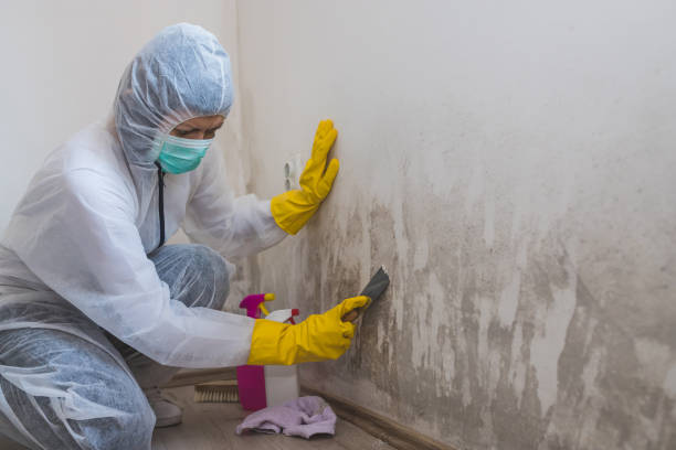 Professional Mold Remediation in Mound, MN