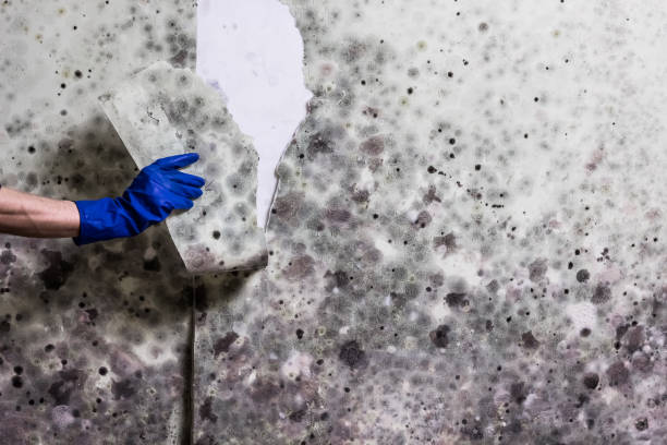 Best Emergency Mold Remediation in Mound, MN