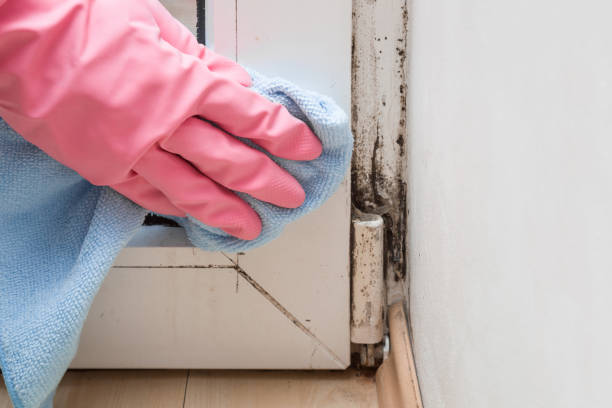 Best Post-Flood Mold Remediation in Mound, MN